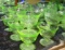 MATCHING SET OF 12 GREEN VASELINE GLASS DESSERT/FRUIT CUPS