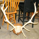 PAIR OF TAXIDERMY MOUNTED ELK ANTLERS - LOCAL PICKUP ONLY