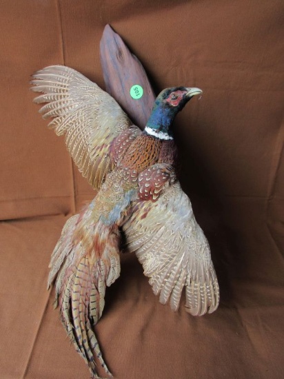 Pheasant mount