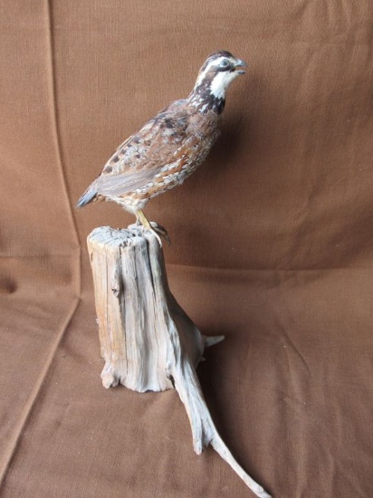 Quail mount