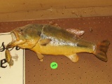 Taxidermy fish