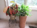 2 house plants