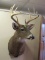 Wall mounted buck