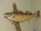 Wall mounted walleye