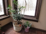 2 house plants