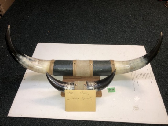 Steer horns 21" tip to tip on the big pair