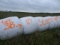 (117) 4’X5’ ROUND BALES OF 2021 4TH CUTTING HI-MOISTURE ALFALFA, WRAPPED