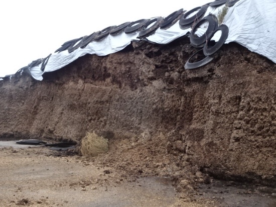 1,000+/- TON OF 2022 HI-MOISTURE HAYLAGE