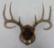 Mounted 8 Point Buck Antlers