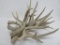 Bundle of deer antlers, six antlers