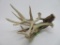 Bundle of deer antlers, 5 pieces