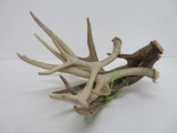 Bundle of deer antlers, 5 pieces