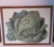 Vegetable Print, Paris, Vilmorin-Andrieux, cabbage head