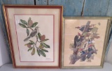 Two framed bird prints