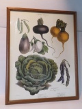 Vegetable Print, Paris, Vilmorin-Andrieux