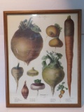 Vegetable Print, Paris, Vilmorin-Andrieux