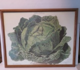 Vegetable Print, Paris, Vilmorin-Andrieux, cabbage head