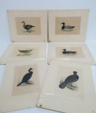 Six lovely hand colored bird engravings
