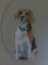 Tim Stark Beagle pastel original, 1975, 17 1/2