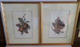 Two Fruit Prints, framed, Italian, 15