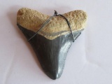 Large Sharks Tooth, 2 1/4