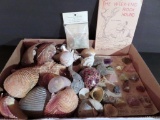 Sea Shell and rock hound lot