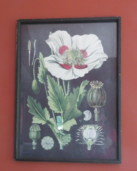 Botanical Print framed, 24" x 33"