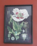 Botanical Print framed, 24