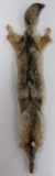 Coyote pelt, 60