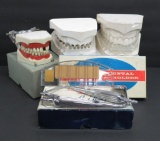Vintage Dental lot, Dentoforms, instruments, and holder