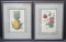 Two framed botanical prints, book plates, pineapple and strawberry