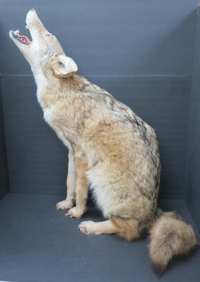 Taxidermy Coyote, sitting and howling, 29"