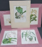 Five botanical book plate prints in matting,