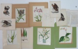 11 Wildlife and Botanical prints