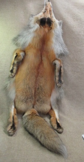 RED FOX PELT 50"
