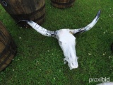 Cow Skull & Horns