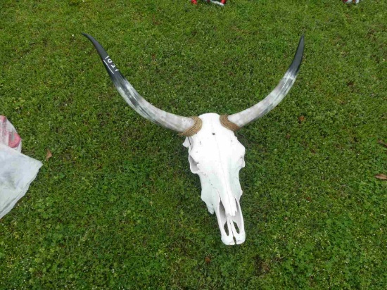 Steer Horns & Skull