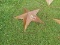 3' Star