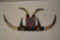 6 Horn - Bull Rack Display