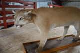 Professionally Done - Mounted Cougar Lion: 61