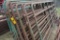 11 - Portable 12 ft Corral Panels w/ Feet (11 x Bid)