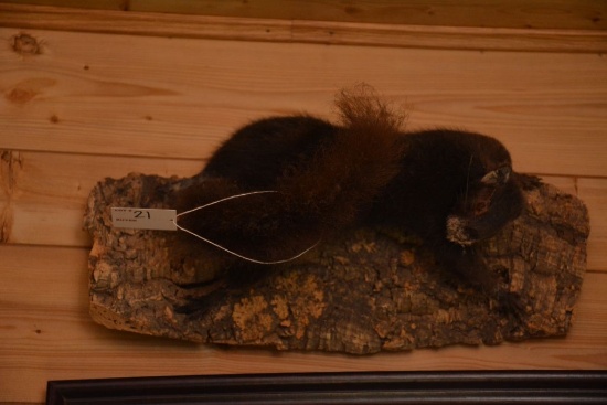 Wall Mount Old Black Squirrel