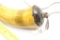 Black Powder horn, w/leather thong, 12
