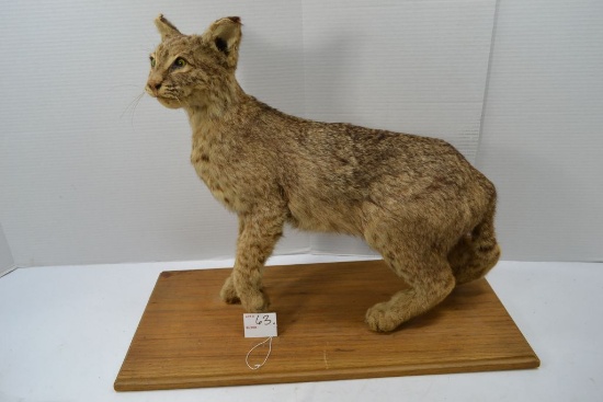 Bobcat Standing Mount, Base is 2 Feet by 11 Inches, 19" Tall, Slight Damage to Ear