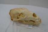 Black Bear Skull 12