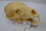 Black Bear Skull 11