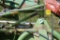 Krone AM322 Mower, Works, 3pt, 10', Canopy Has Repairs