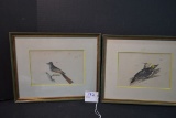 Pair of Vintage Framed Bird Prints; 12