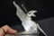 1928 Chevrolet Eagle Head Ornament Mascot