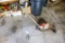 Black and Decker Electric lawn edger and rolling hand trimmer